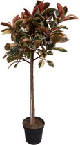 Ficus Elastica Belize - 220cm