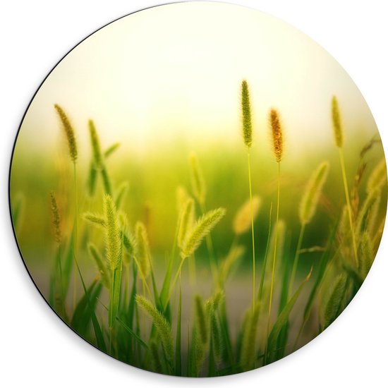 Dibond Muurcirkel - Natuur - Planten - Rijtje - Groen - 50x50 cm Foto op Aluminium Muurcirkel (met ophangsysteem)