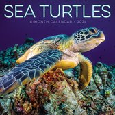 Sea Turtles Kalender 2024