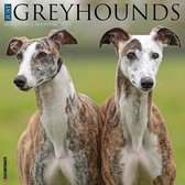 Just Greyhounds 2024 12 X 12 Wall Calendar