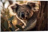 Acrylglas - Nieuwsgierige Koala Vanachter Dikke Boom - 75x50 cm Foto op Acrylglas (Wanddecoratie op Acrylaat)