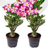 Plant in a Box - Adenium Obesum - Set van 2 - Bloeiende Woestijnrozen - Pot 10,5cm - Hoogte 25-40cm