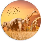 Dibond Muurcirkel - De Dieren van het Afrikaanse Landschap - 60x60 cm Foto op Aluminium Muurcirkel (met ophangsysteem)