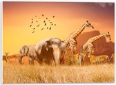 PVC Schuimplaat- De Dieren van het Afrikaanse Landschap - 40x30 cm Foto op PVC Schuimplaat