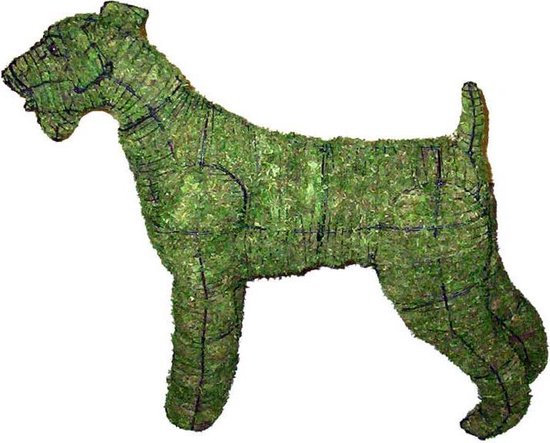 Hond Airedale Terrier - Mos