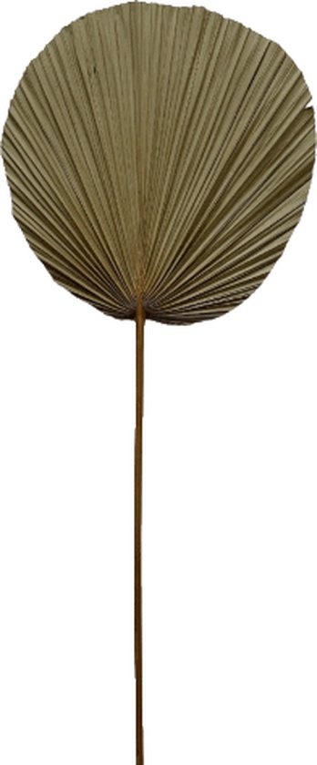 Feuille de palmier sur tige XL - 4Shine
