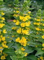 3 stuks | Lysimachia punctata P9 cm