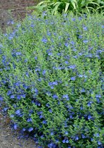 3 stuks | Calamintha grandiflora P9 cm