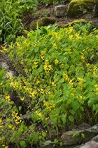 3 stuks | Epimedium pinnatum colchicum P9 cm