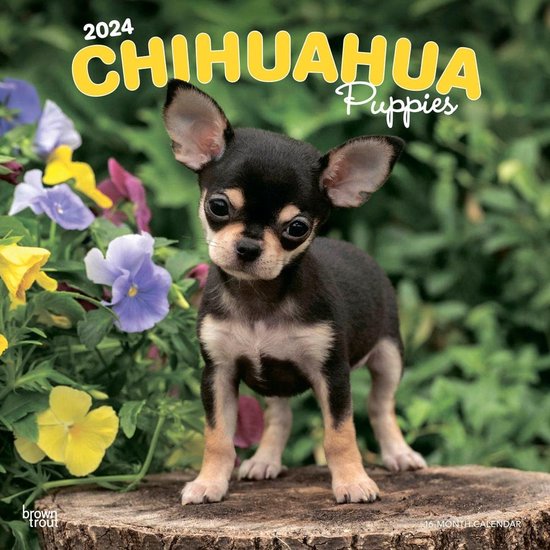 Chihuahua Puppies Kalender 2024 bol