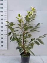 Prunus laurocerasus 'Novita' C5 80-100 cm - Bloeiende plant - Grootbladig - Snelle groeier - Vruchtdragend - Wintergroen