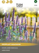 Tuin de Bruijn® zaden - Dropplant Blue Spike - Heerlijke geur - Trekt bijen en vlinders aan - ca. 350 zaden