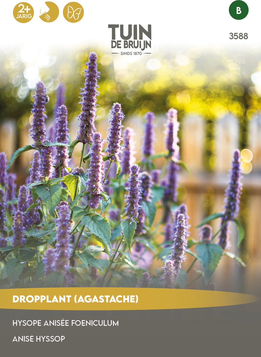 Tuin de Bruijn® zaden - Dropplant Blue Spike - Heerlijke geur - Trekt bijen en vlinders aan - ca. 350 zaden