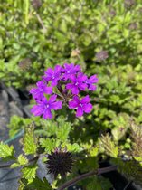 6 x Verbena 'Homestead Purple' - Ijzerhard - P9 Pot (9 x 9cm) - Dima Vaste Planten