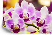 Fotobehang Tropische Orchidee