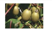 Actinidia arguta 'Bayern' (vrl) - Kiwibes, Bayern Kiwi, Kiwiberry 50- 60 cm in pot