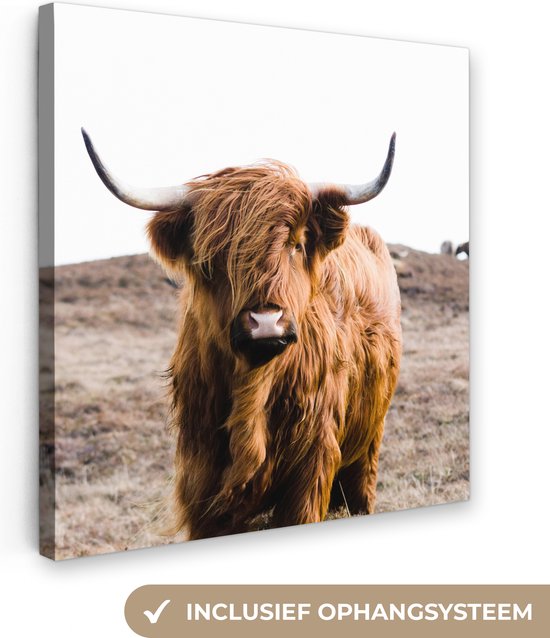 Toile - Animaux - Highlander écossais - Nature - Vaches - Peintures salon - Intérieur - Tableau sur toile - 90x90 cm - Cadre bois