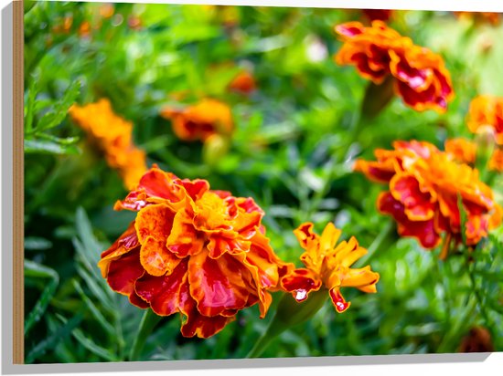 Hout - Rood met Oranje Tagetes Erecta Bloemen in Grasveld - 80x60 cm - 9 mm dik - Foto op Hout (Met Ophangsysteem)