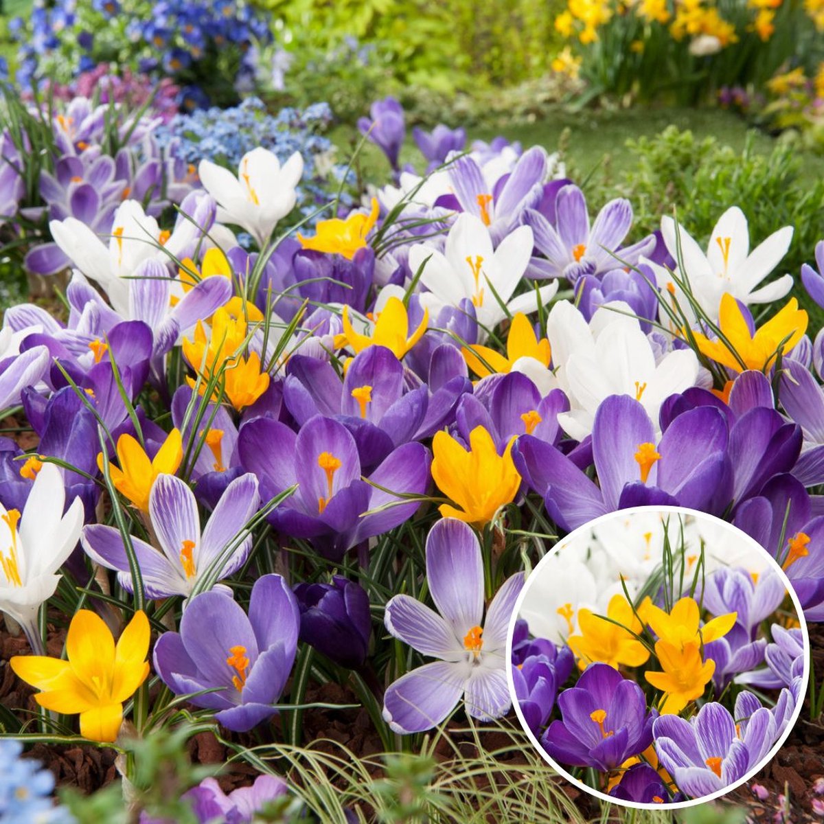 Plant in a Box - Crocus Large Flowering Mix - Bloembollen x30 - Krokus - Paars / Geel