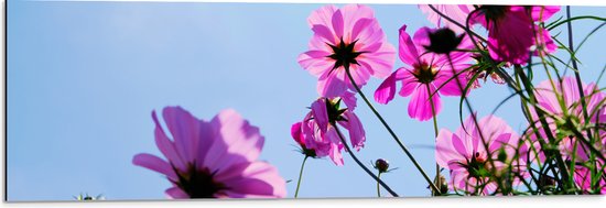 Dibond - Paarse Cosmea Bloemen met Heldere Lucht als Achtergrond - 90x30 cm Foto op Aluminium (Wanddecoratie van metaal)