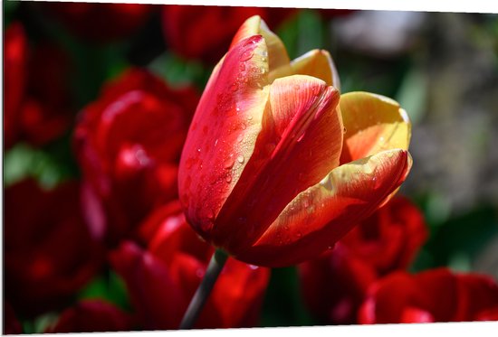 Dibond - Rood met Gele Tulp met Rode Bloemen Achtergrond - 120x80 cm Foto op Aluminium (Wanddecoratie van metaal)