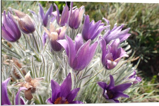 Dibond - Paarse Pulsatilla Bloemen met Licht Grone Harige Stengels - 90x60 cm Foto op Aluminium (Met Ophangsysteem)