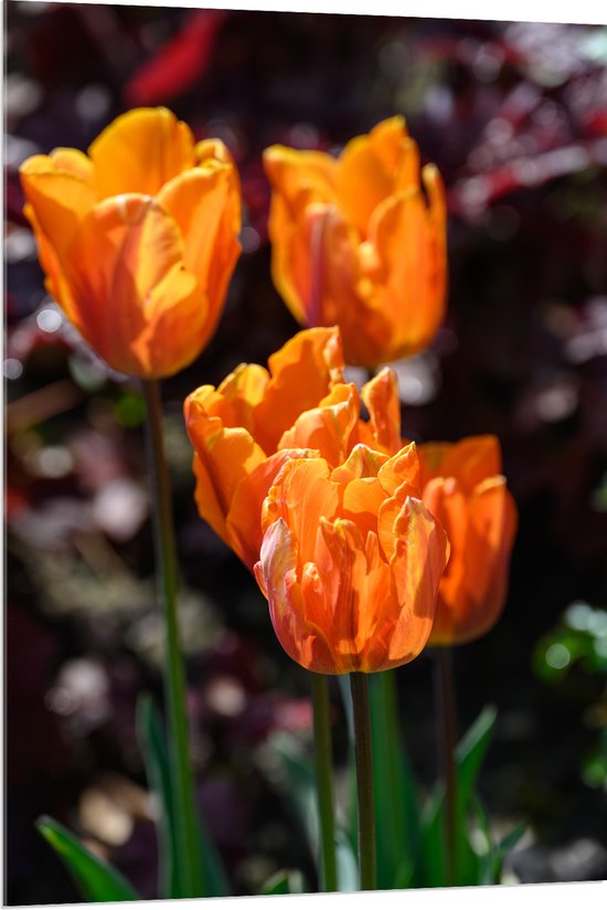 Acrylglas - Papegaai tulpen oranje gekleurd met donker gekleurde achtergrond - Bloemen - 80x120 cm Foto op Acrylglas (Wanddecoratie op Acrylaat)