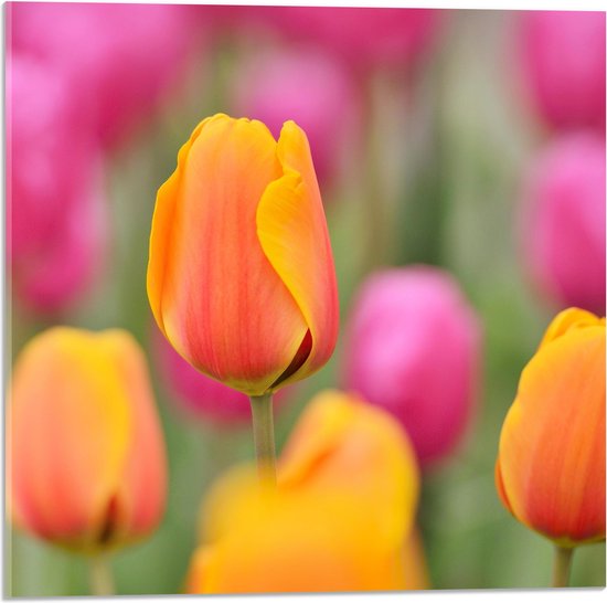 Acrylglas - Roze en Oranje Tulpen in een Tulpenveld - Bloemen - 50x50 cm Foto op Acrylglas (Wanddecoratie op Acrylaat)