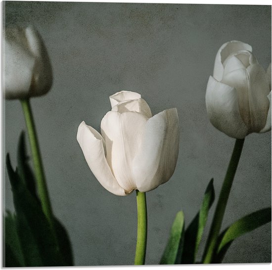 Acrylglas - Witte Tulpen Op Lange Stengels voor Grijze Achtergrond - Bloemen - 50x50 cm Foto op Acrylglas (Met Ophangsysteem)