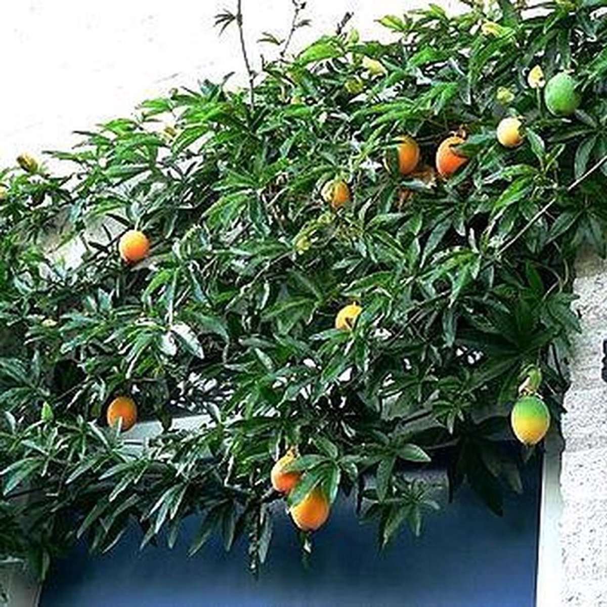 8 Klimplanten mix: 2 x Passiebloem + 6 x Hedera 75/100 cm | Winterhard & Groenblijvend - Voor een haag van 1 strekkende meter| 100% privacy