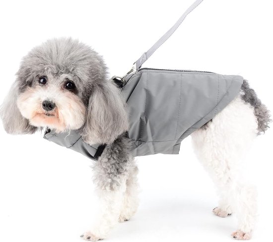 Een kleine hond in een grijze, gewatteerde winterjas met rits, loopt aan een riem.