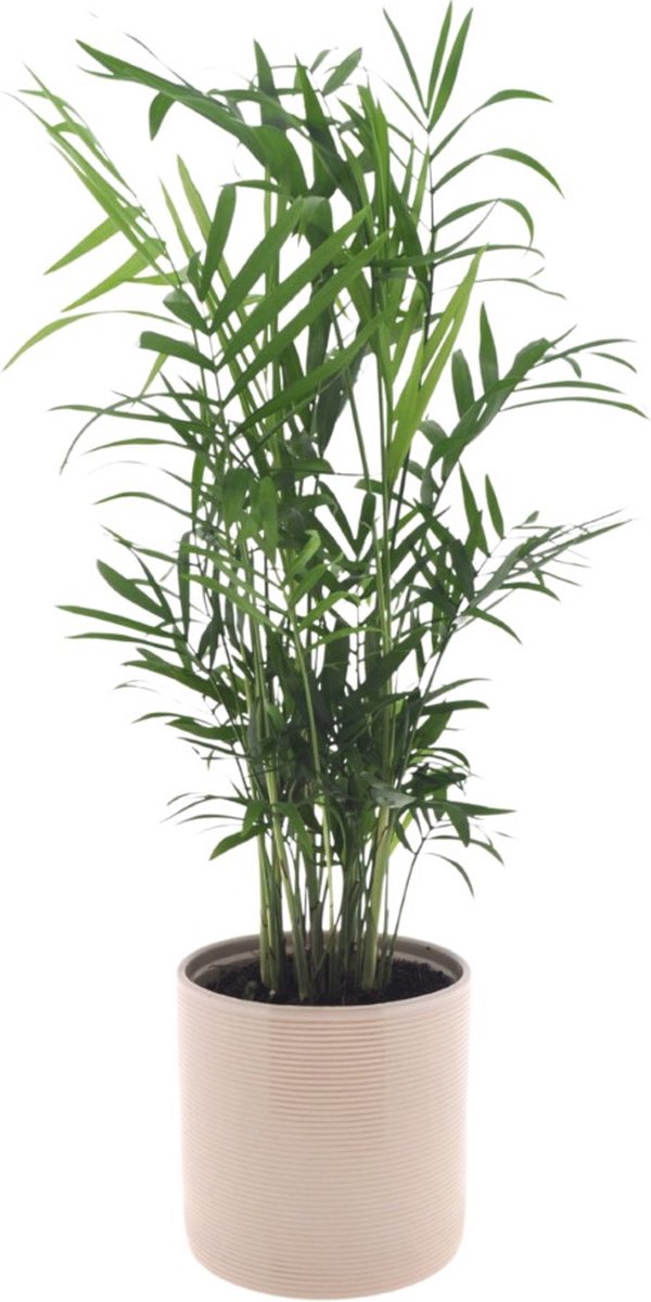 Chamaedorea Elegans | 35cm | met Off White keramieken pot