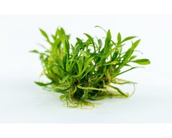 Moerings Cryptocoryne Parva | In 100CC vitro cup Waterplant