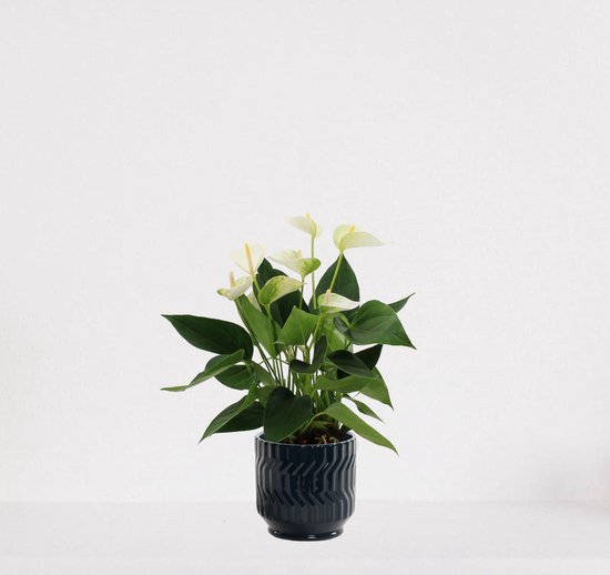 Anthurium Wit in sierpot Jacky donkerblauw – bloeiende kamerplant – flamingoplant – 40-50cm - Ø13 – geleverd met plantenpot – vers uit de kwekerij
