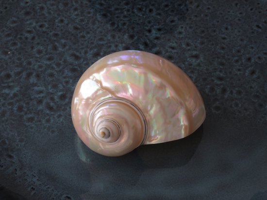 2x Turbo White, nacre, coquillage, rare, naturel, coquillage, grande coquillage rond, coquillage océan.