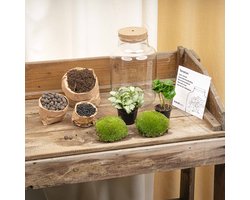 Little Milky - DIY Planten terrarium - Ecosysteem plant - Ø 17 cm ↑ 25 cm