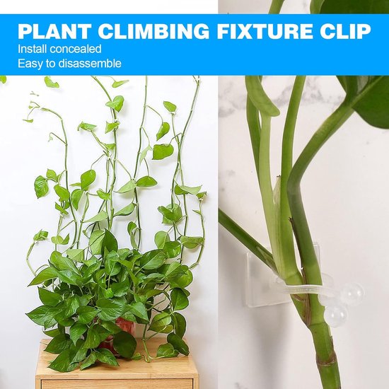 Plantenklimfixatieclip: installatie van een groene plant met witte clips aan de muur, met productafmetingen.