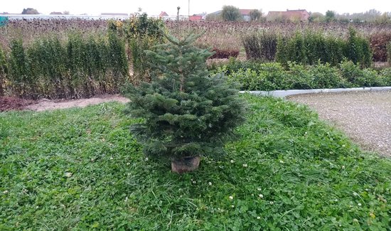 Echte Nordmann kerstboom 100/125 cm in pot gekweekt