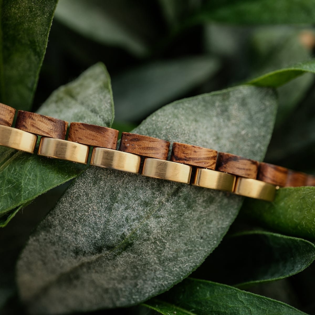 Holzkern armband (zebrano-Goud)