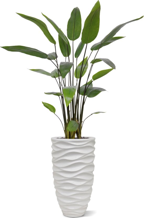 Plante artificielle Water Canna 120 cm