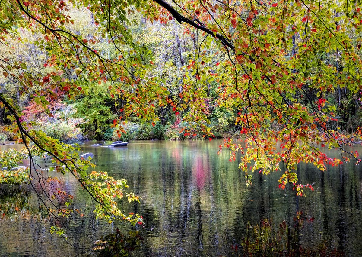 Branches On the Edge of the River Puzzel 1000 stukjes