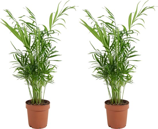 De 12 allerbeste planten voor kantoor! 5 Bloomique - Set van 2 - Chamaedorea Elegans - Mexicaanse Dwergpalm - Kantoorplanten - 35-45cm Hoog