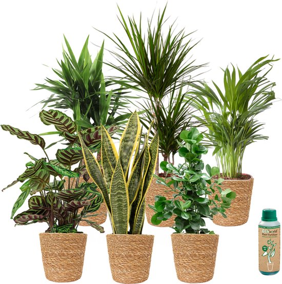 vdvelde.com - Sterke Kamerplanten Weinig Licht Nodig - Schaduw Binnenplanten - Zeegras Pot - 6 stuks - 6 planten in zeegras potten - Ø 12 cm ↥ ca. 35 cm - Incl. plantenvoeding