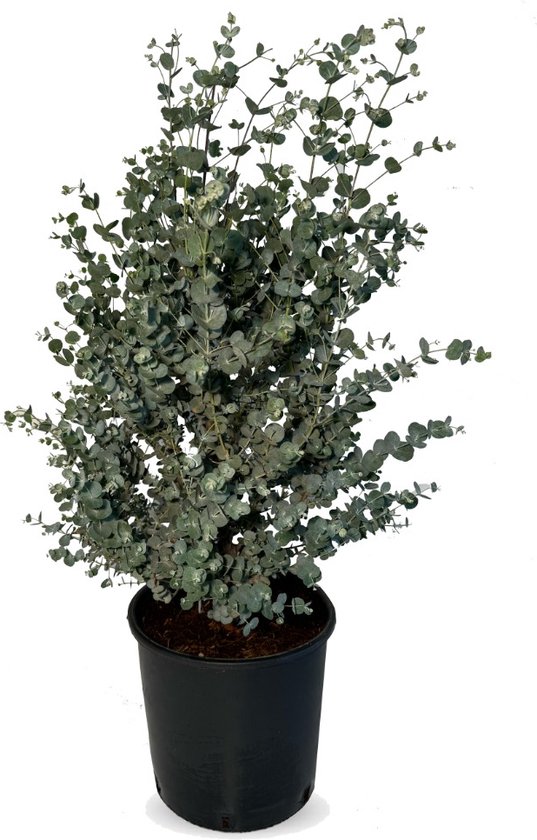 Foto: Plant in a box hortensia paniculata phantom pluimhortensia hydrangea wit groene bloem set van 3 winterharde hortensia pot 9cm hoogte 25 40cm