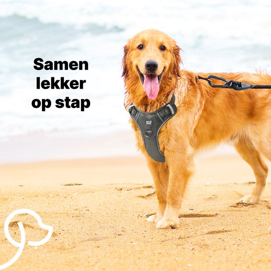 Golden Retriever portant un harnais gris sur la plage, avec le texte 'Partons nous promener ensemble'.