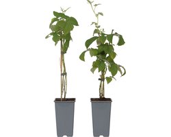 Plant in a Box - Rubus idaeus 'Malling Promise' - Set van 2 - Framboos - Fruitplanten - Struik - ⌀15cm - Hoogte 50-60cm