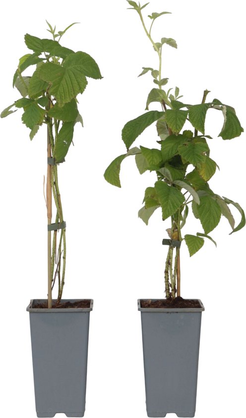 Twee jonge frambozenplanten in grijze potten, op een witte achtergrond.