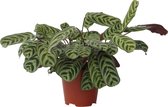 Plant in a Box - Set de 2 Ctenanthe 'prière de la plante' - Ctenanthe burle-marxii - Feuilles vertes/violettes - Pot 14cm - Hauteur 30-40cm