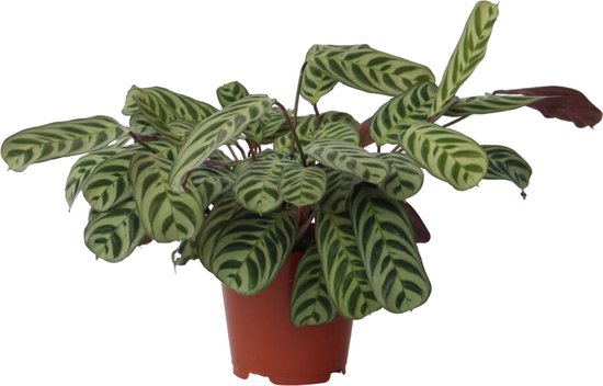 Plant in a Box - Set de 2 Ctenanthe 'prière de la plante' - Ctenanthe burle-marxii - Feuilles vertes/violettes - Pot 14cm - Hauteur 30-40cm