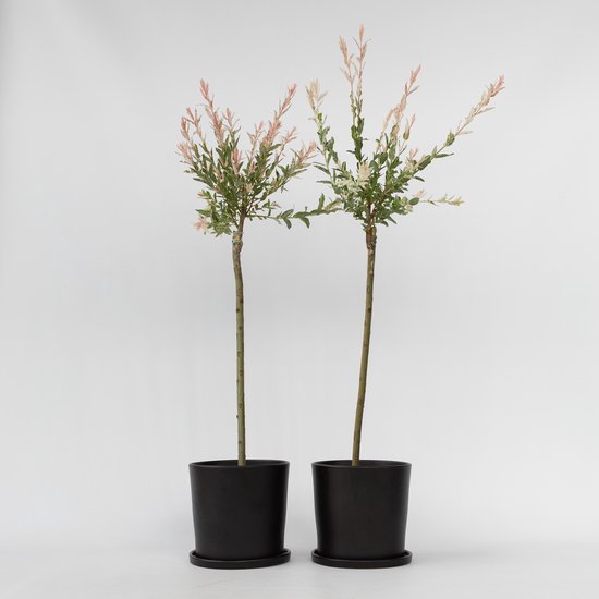 Plant in a Box - Salix integra Flamingo - Set de 2 - Plante de jardin - Saule panaché - Rustique - Pot 19cm - Hauteur 100-110cm